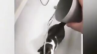 Прикол