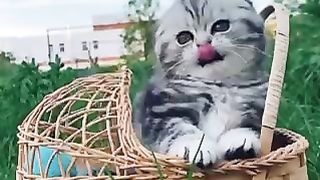 Beautiful cat ???? Милый котик.