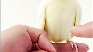 Bird shake hand