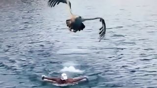 Amazing animals