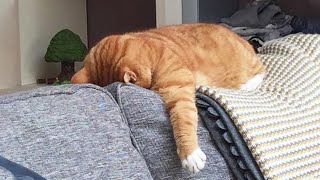 compile des chat drôles
