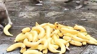 Funny animal vidéo