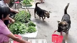 Funny animal