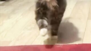 Animaux drôles | Adorables chats et chiens 2023