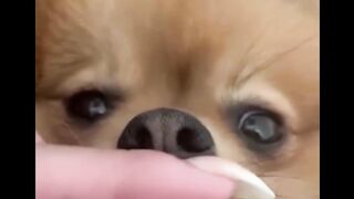 FUNNY VIDEO