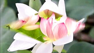 "Букет" из индийских песен (Танцуют все)