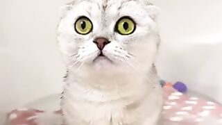 Cute animals