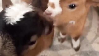 Funny animals and their adventures