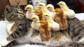 COMPILE DE DROLE D'ANIMAUX