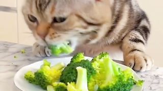 The cat is a vegetarian