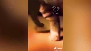 BEST DANK CAT MEMES COMPILATION OF 2020 PART 11 (from TikTok)