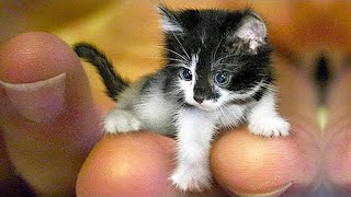 COMPILE DROLE DE CHATS