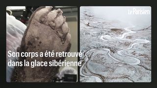 Découverte d un ours