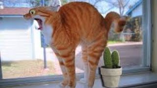 MEILLEURES COMPILE D'ANIMAUX