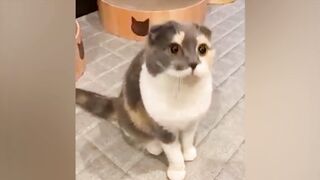 The funniest animals / Fun with cats and dogs 2023