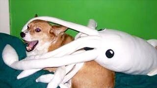Best Of 2020 Top Funny Pet Videos