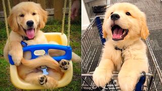 Cute And Funny Baby Dogs Compilation