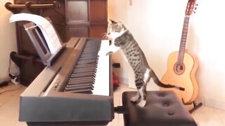Funniest Cats???? - Don t try to hold back Laughter ????