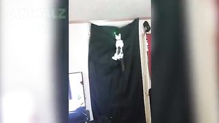 Les_animaux_les_plus_drôles_ESSAYEZ_DE_NE_PAS_RALLIER_LE_DÉFI!