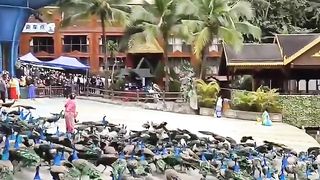 PEACOCKS