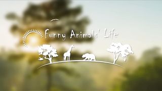 Funny Animals ????????????