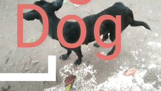 City Dogs family, they are staying.