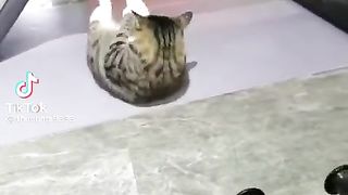 Cat excercise