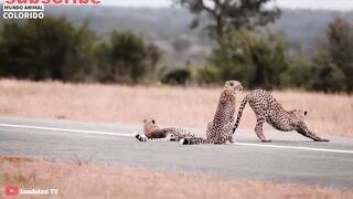 best animal documentarie