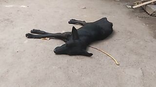 A sleeping dog in the garden.