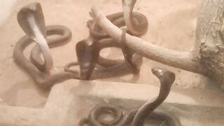 Snakes in masti