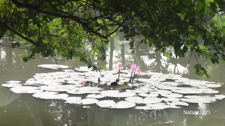 Relaxing with Nature Sounds at Forest City