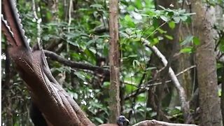 Argusianus argus Bird dance masti|#Shorts Video|