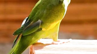 Most beautiful Parrots in the World|#Parrot video|#Shorts video