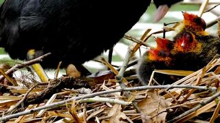 Coot Water Bird Chick cute Feed|#Coot water Bird video|#Shorts video