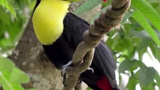 Toucan Bird video|#Shorts Video|#Toucan Birds|#Birds video