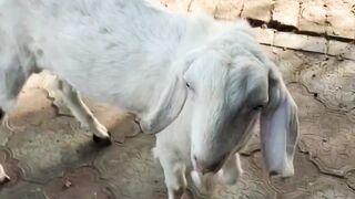 Goat attitude