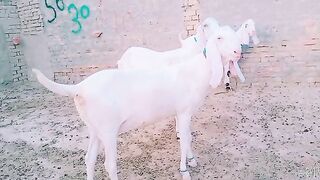 Betifull Goat Rajnpuri ||