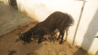भारतीय बकरी