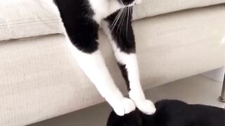 animal funny and cute moments #short #funny #animals