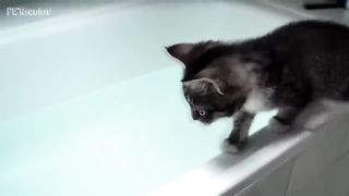 Funny cats in Water 2023 , Cats love water