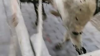 ہارا دے نال بہاراں