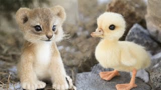 Cute Baby Animal Video Compilations