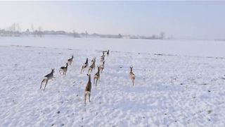 # beautiful ???? Deer ????