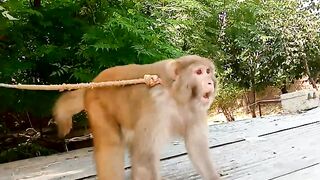 Funny Monkey Video | angry monkey | viral short video