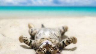 Funny cats in water - Compilation