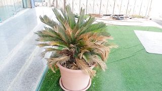 Beautiful plants for decoration