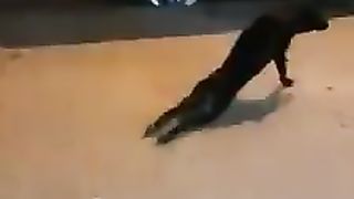 Chien eran