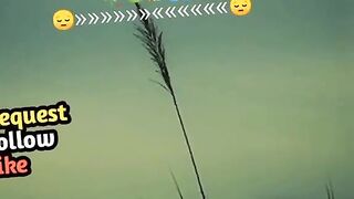 Islamic video