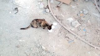 I feed milk to my pet cats in the early morning