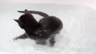 Funny cats in water 2 - Compilation